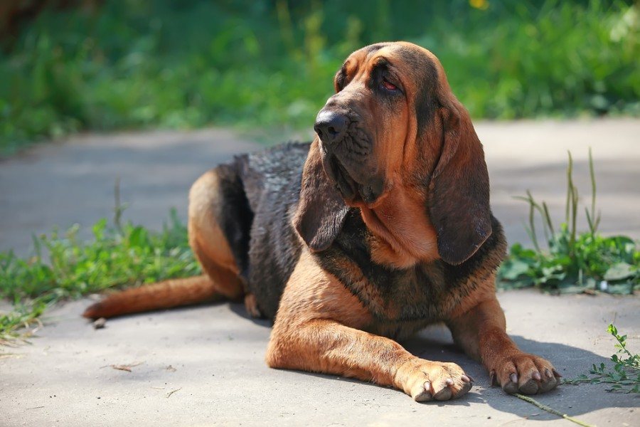 20 Loudest Dog Breeds (With Info & Pictures)