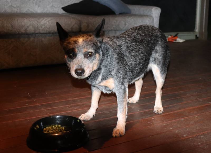 blue-heeler-dog-eating