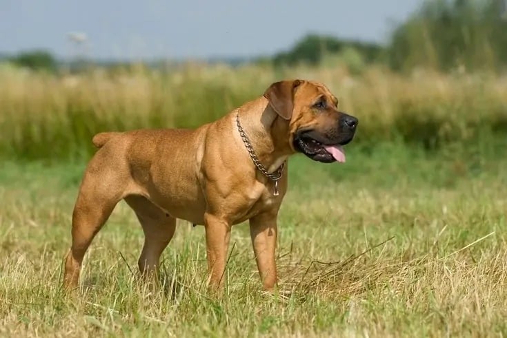 boerboel