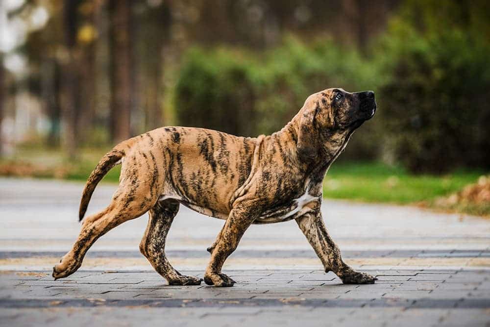 Fila Brasileiro (Brazilian Mastiff) Dog Breed: Info, Pictures, Care & More