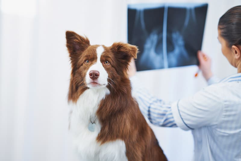 Brown Border Collie dog took an xray test