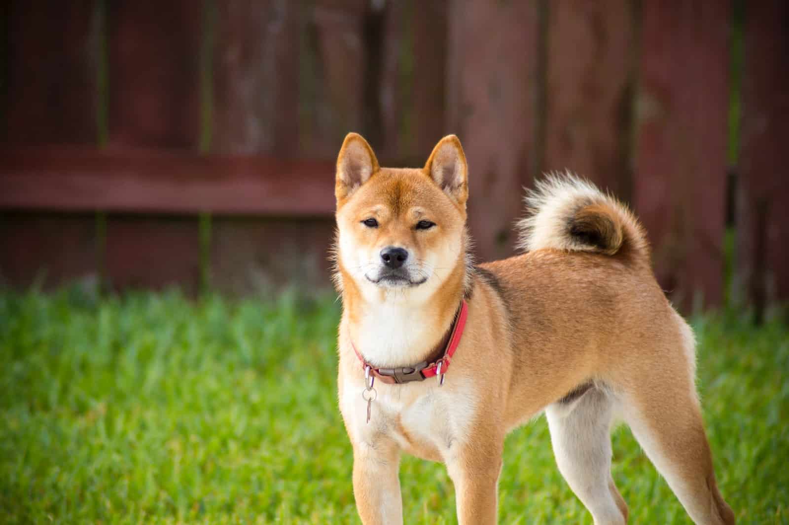 16 Primitive Dog Breeds: Info, Pictures & History