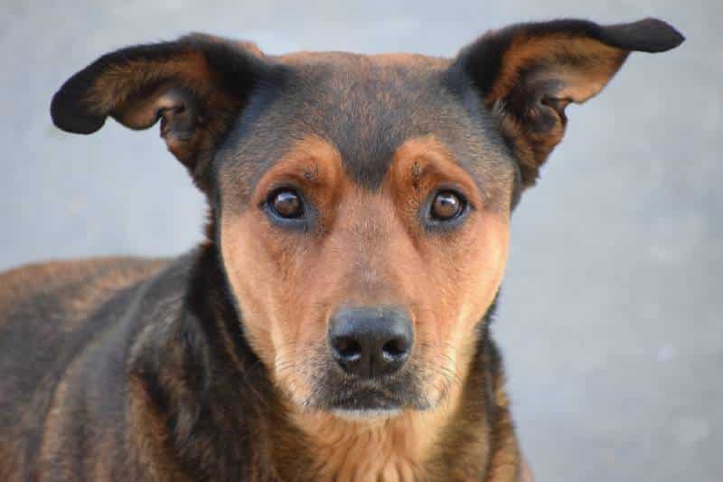 Sato Dog Breed: Info, Pictures, Facts, Traits & Care