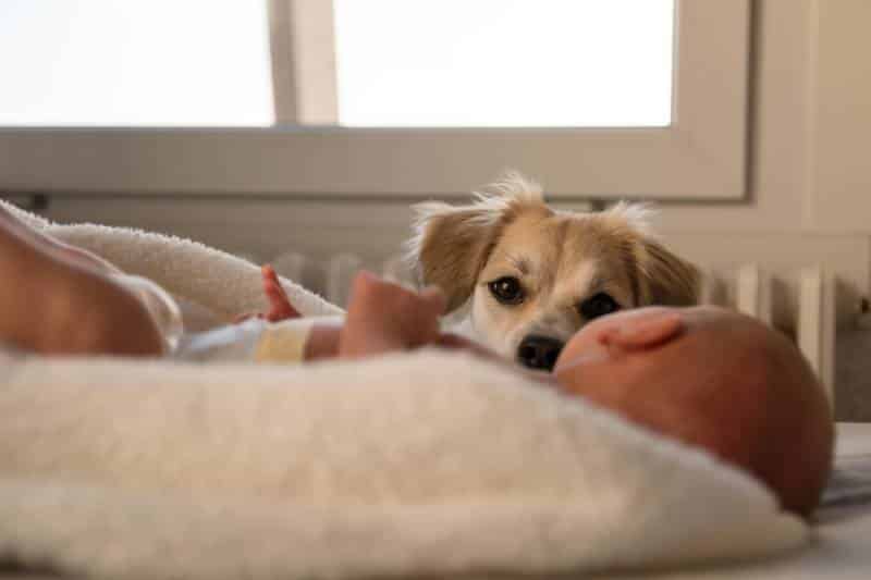 dog watching baby