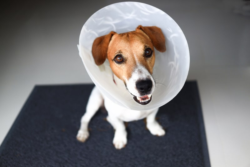 Do Neutered Dogs Have Testicles? Vet-Verified Facts & FAQ