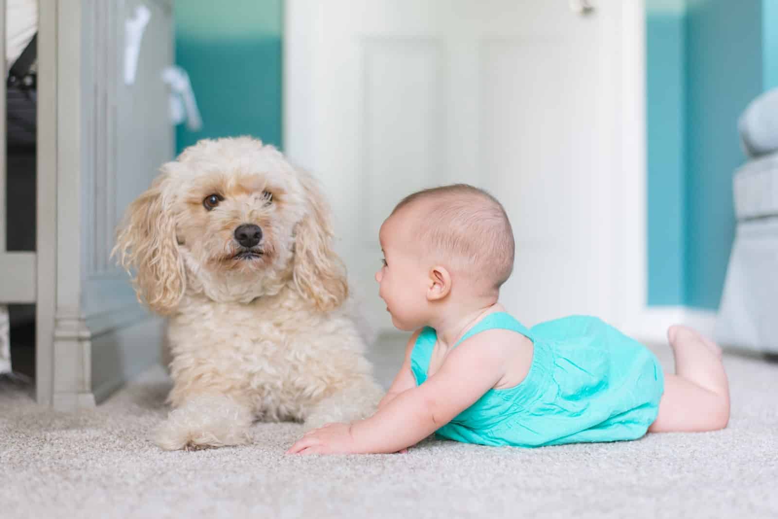 Are Dogs Protective of Babies? Vet-Approved Facts & FAQ