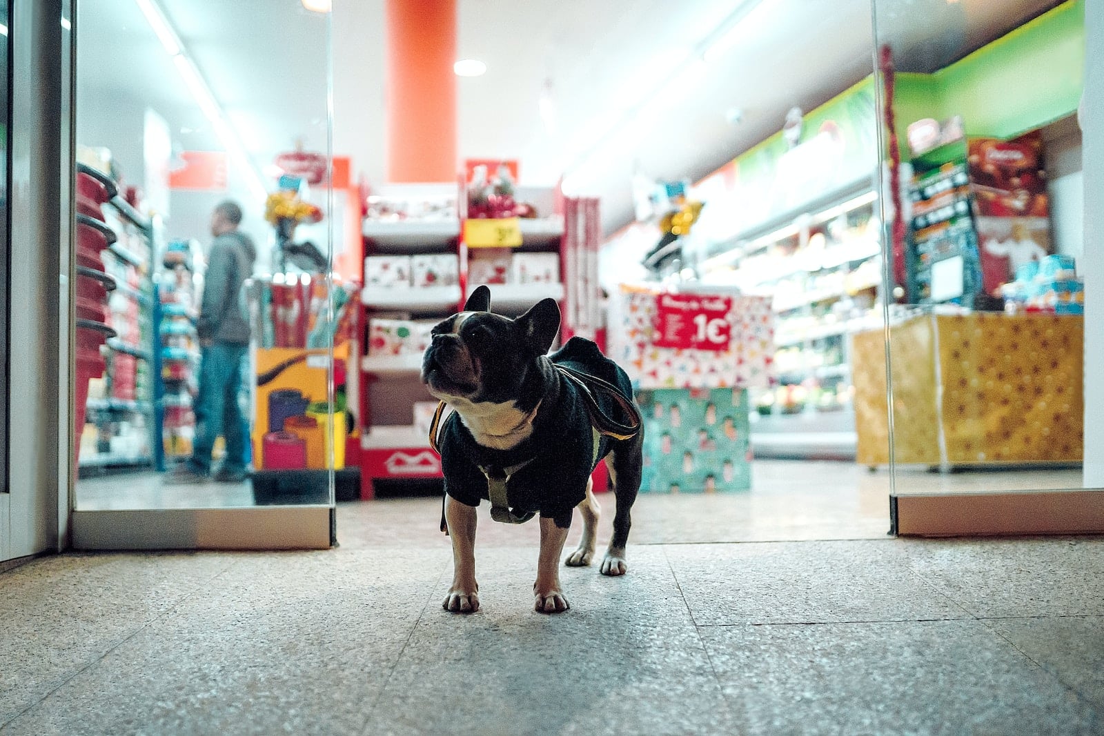 24 Dog-Friendly Stores in the US (2026 Update)