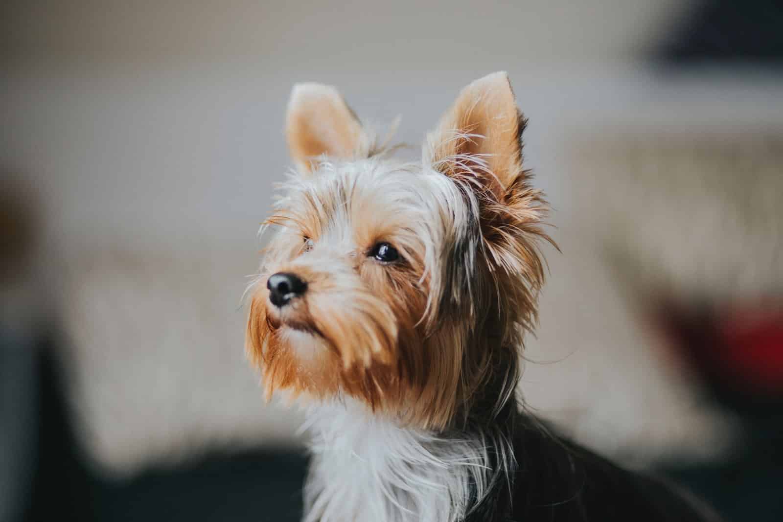 Yorkshire Terrier Dog Breed: Info, Pictures, Care & Traits