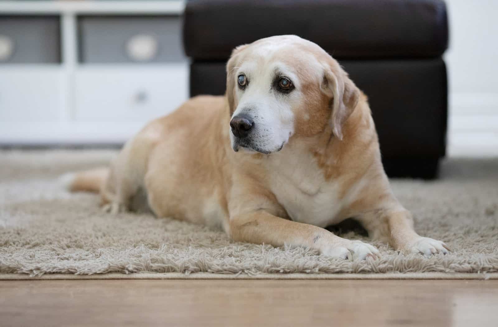 senior yellow labrador retriever lying on floor