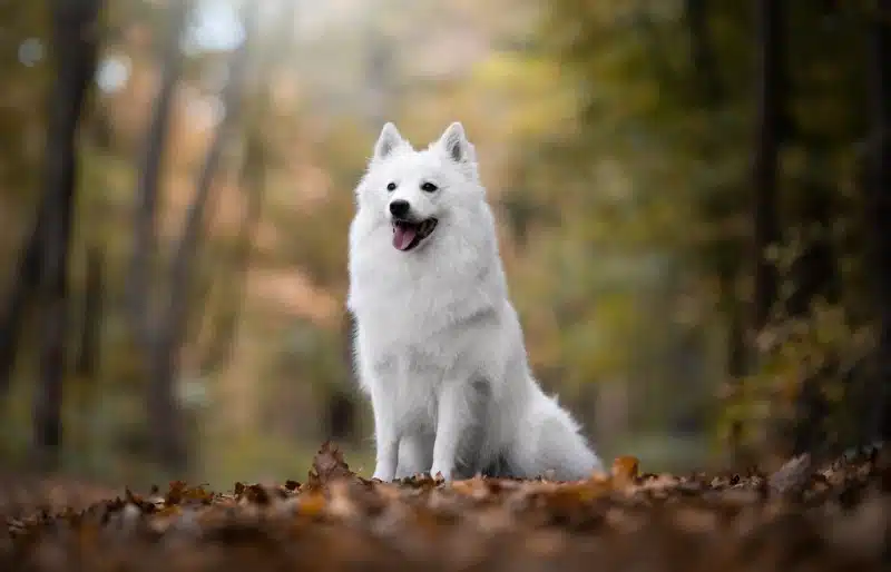 Is a 2-Year-Old Dog Still a Puppy? Vet-Reviewed Maturity Facts
