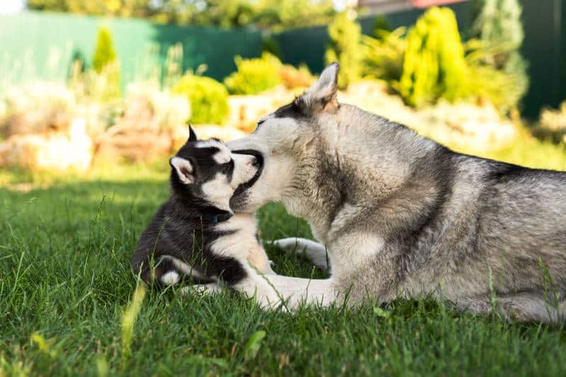 Why Do Adult Dogs Grab Puppies by the Muzzle? Vet-Verified Facts & FAQ
