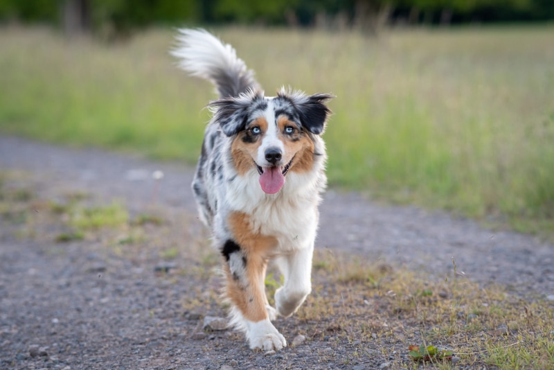 Should I Avoid Purebred Dogs in Rare Colors? Vet-Approved Facts & FAQ