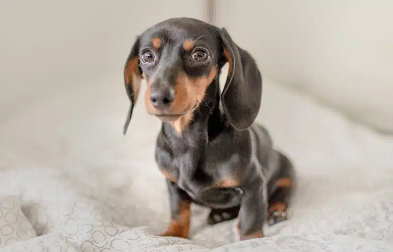 miniature-dachshund-on-the-bed