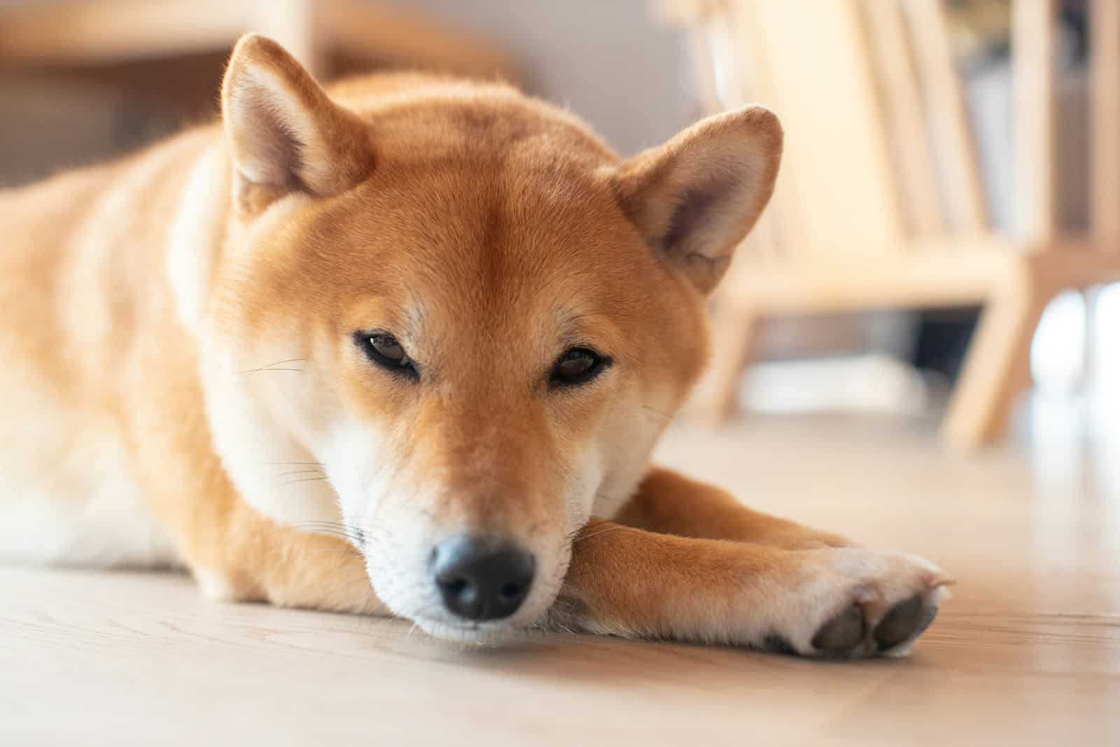 11 Dog Breeds That Can Be Left Alone: Vet-Verified Info, Pictures & Temperament