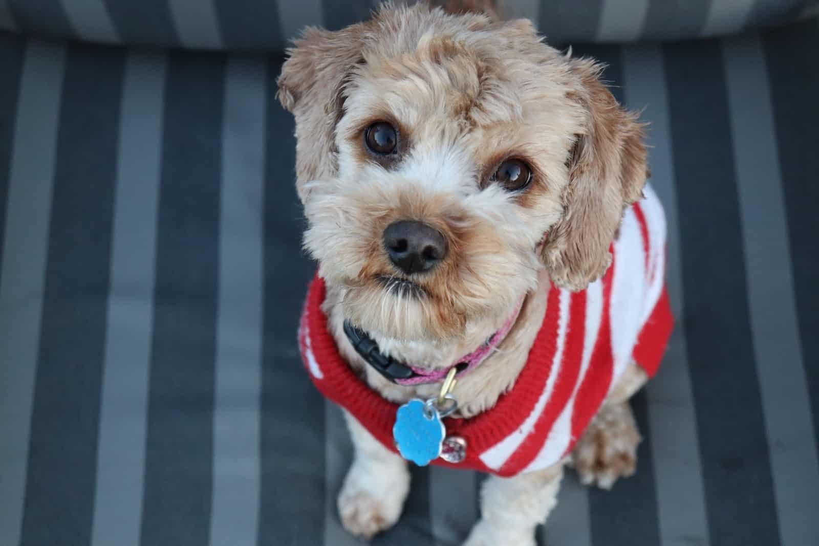 10 DIY Dog Sweater Ideas You Can Make Today (With Pictures)