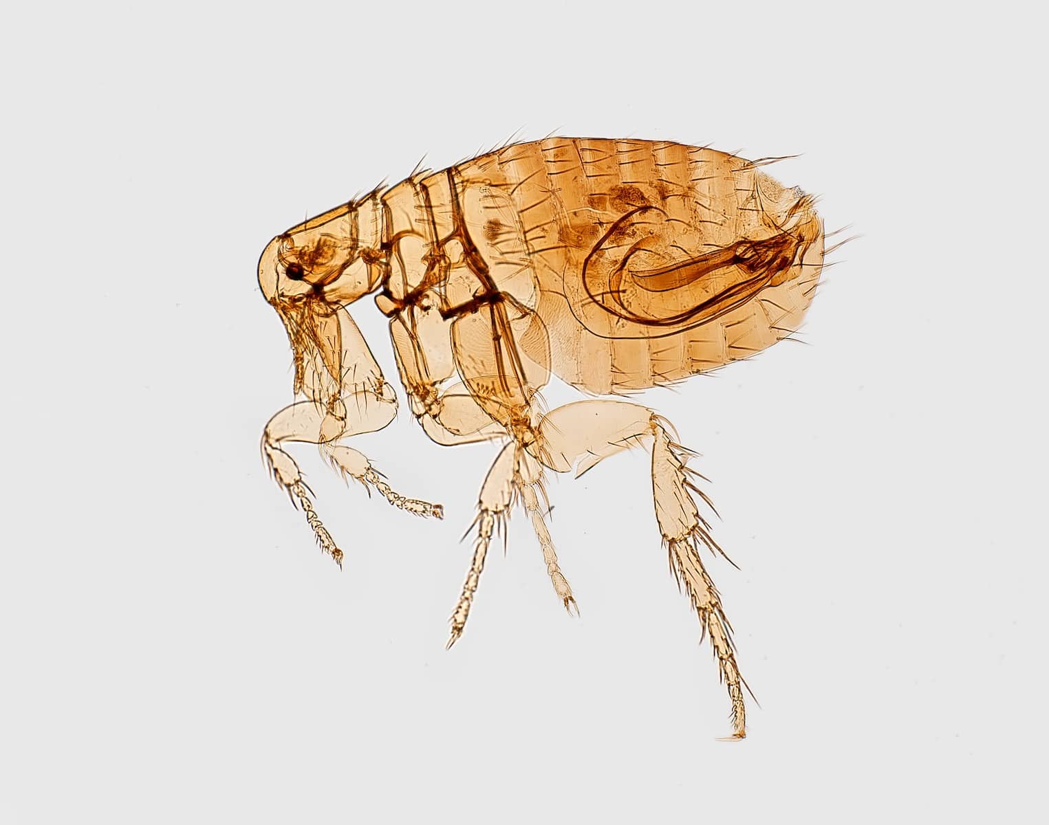 How to Prevent Fleas on Dogs: 15 Most Effective Vet-Approved Methods