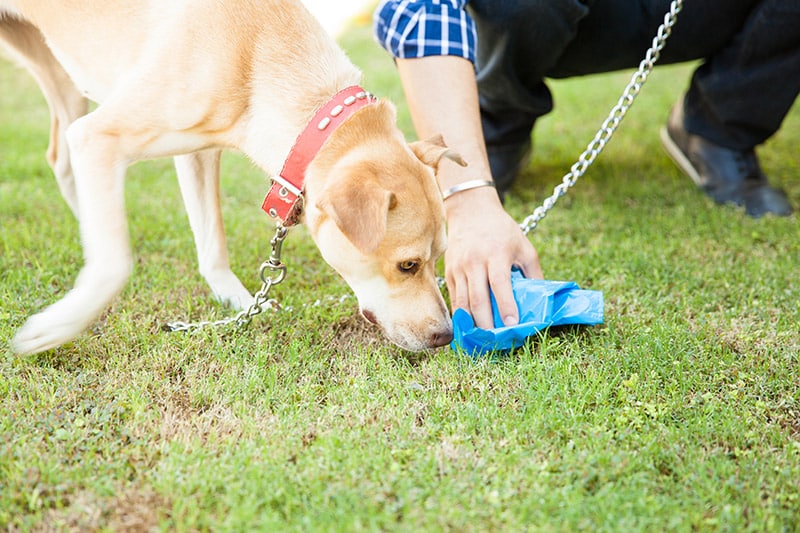 Yellow Dog Poop: Meaning & When to Worry (Vet Answer)