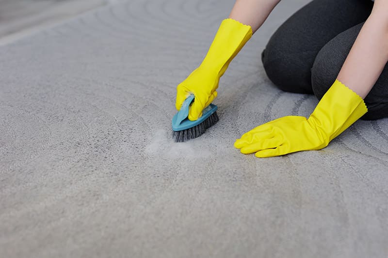 How to Get Dog Pee Out of Your Carpet: 4 Tips & Tricks