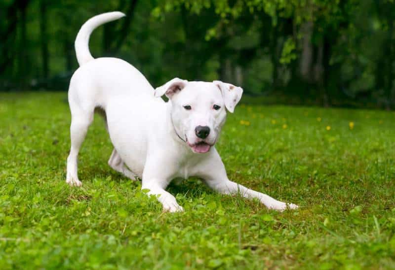 playful white Retriever Terrier mixed breed dog in a play bow position