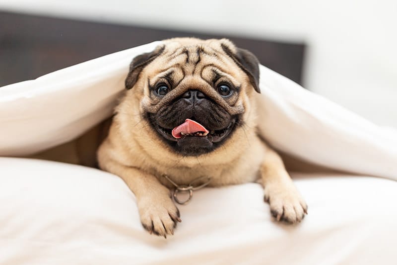 Pugs in the 1800s: Surprising Historical Facts