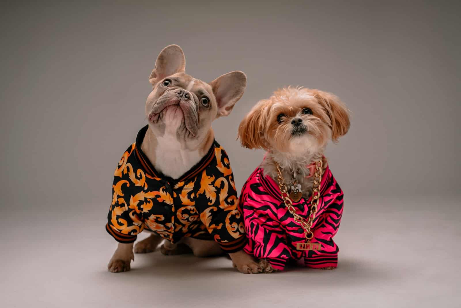 What Clothing Lines Have a Dog as Part of Their Logo? 6 Biggest Brands