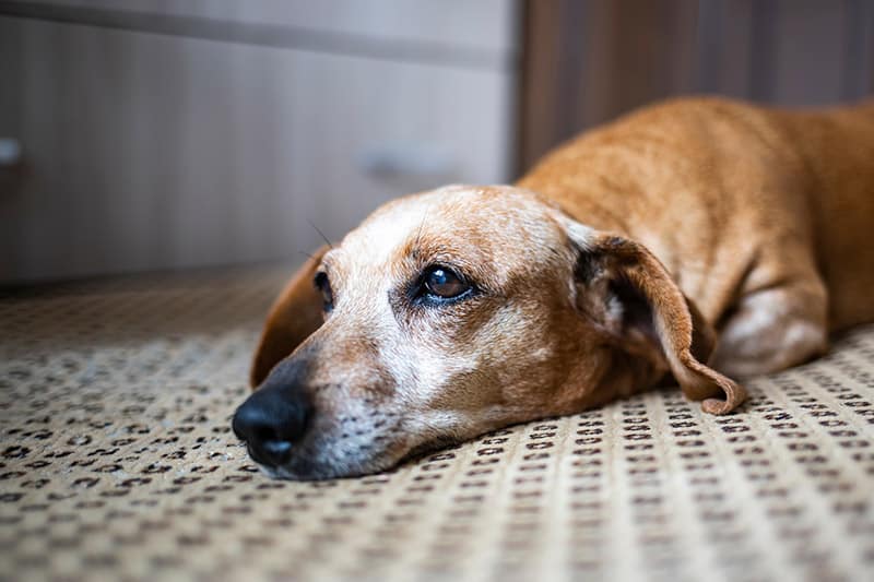 Cancer in Dogs: Signs, Care, & Advances in Treatment (Vet Answer)