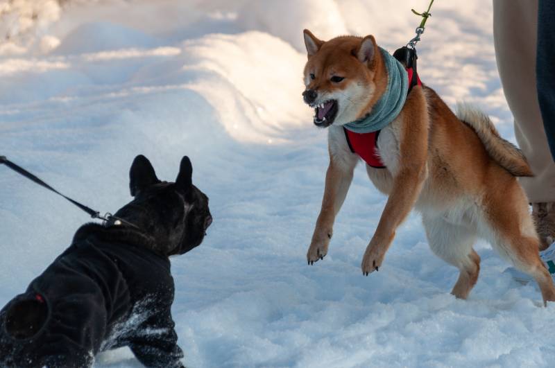 young Shiba Inu bared his teeth and charged at the other dog
