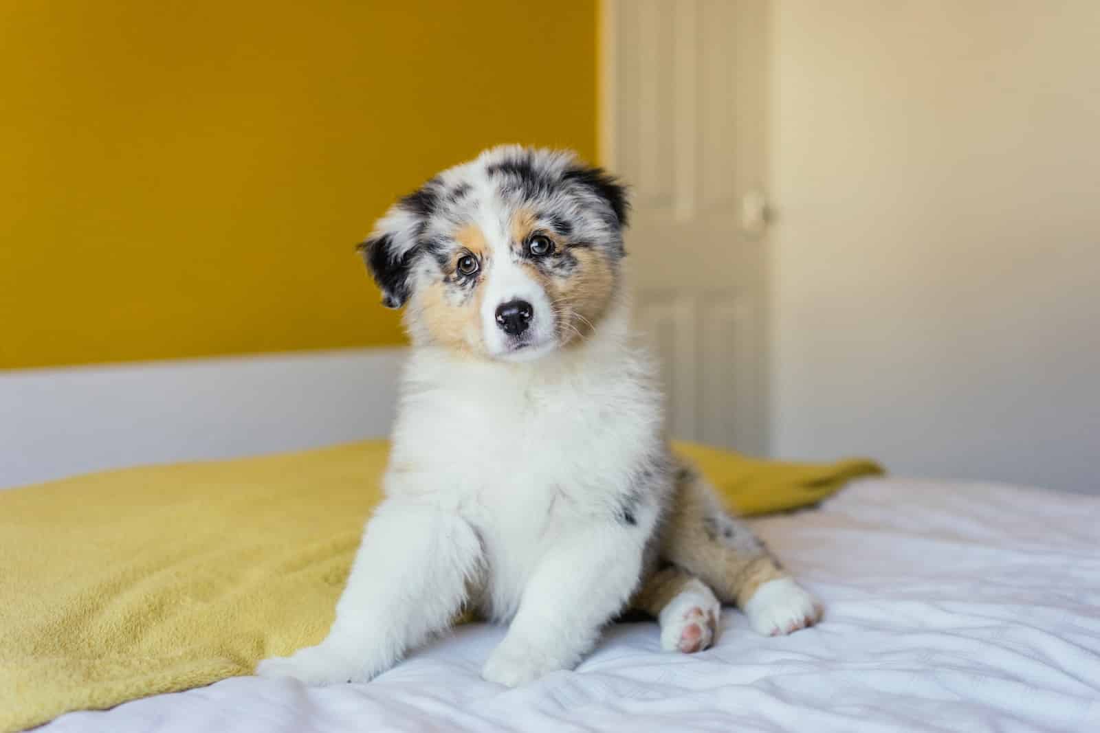 Australian Shepherd white black and brown short coated dog lying on yellow textile