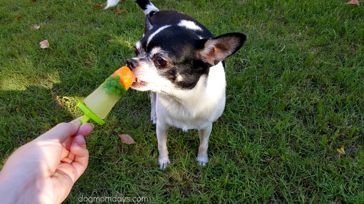 3-Ingredient Chicken Pupsicles
