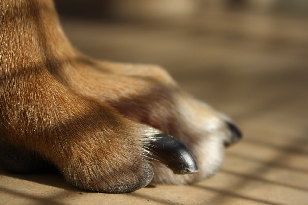 Are My Dog’s Nails Too Long? How to Tell & What to Do (Vet-Approved Tips)
