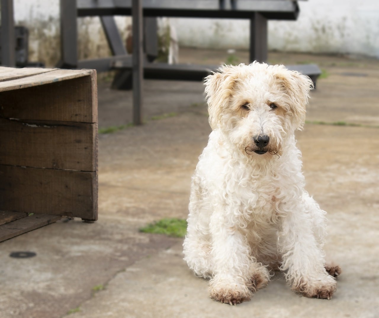Wire Fox Terrier