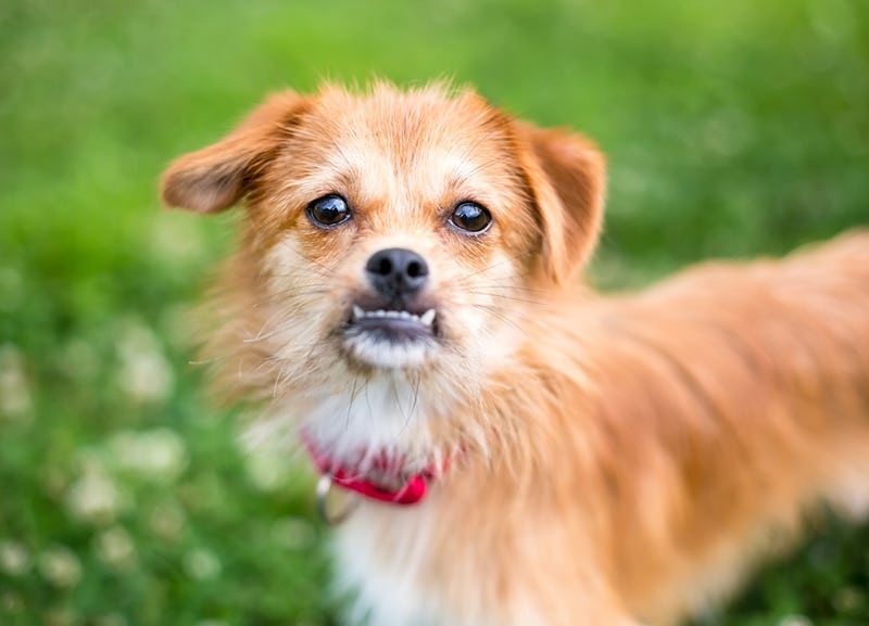 Dogs with Underbites: Vet-Reviewed Causes of Canine Malocclusion