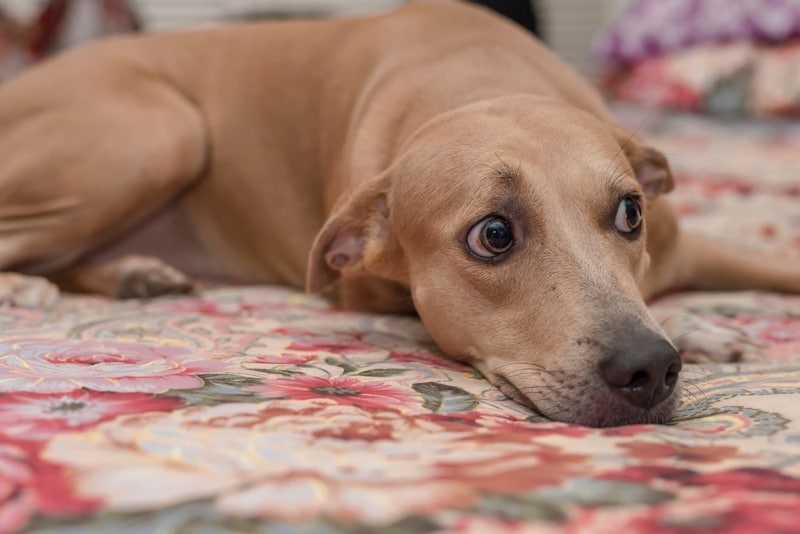 A wary female dog lying on the bed