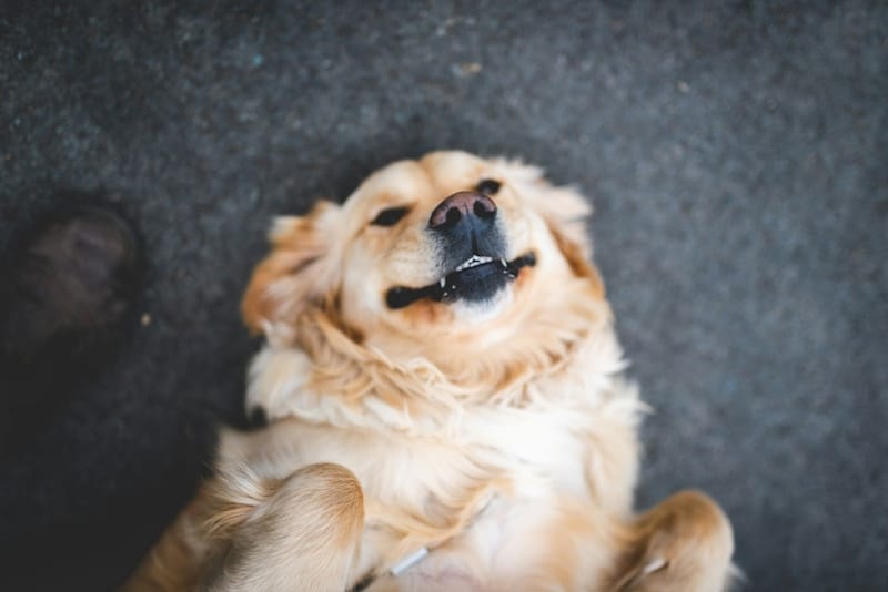 Adult Golden Retriever lying on the floor