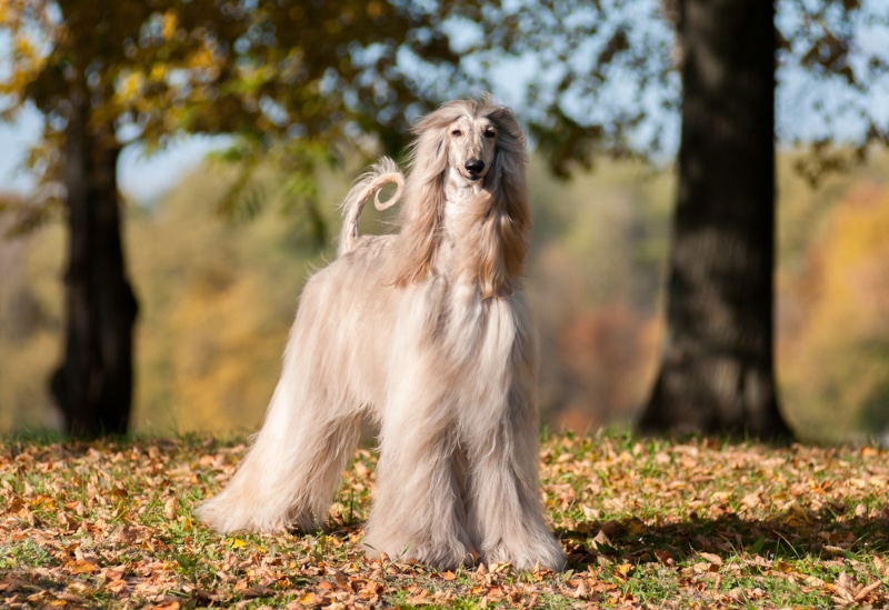 15 Dog Breeds That Don't Shed: Separating Fact From Fiction
