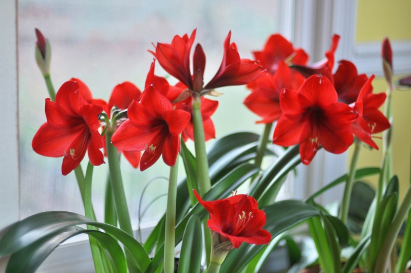 7 Vet-Verified Holiday Plants That Are Poisonous to Dogs (With Pictures)