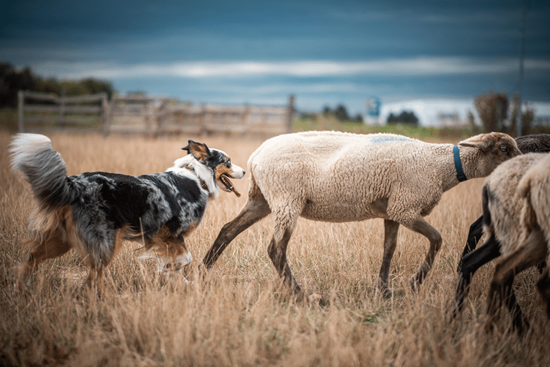 Australian Shepherd Herding: A Complete Guide