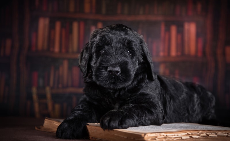 Black Russian Terrier puppy in a studio