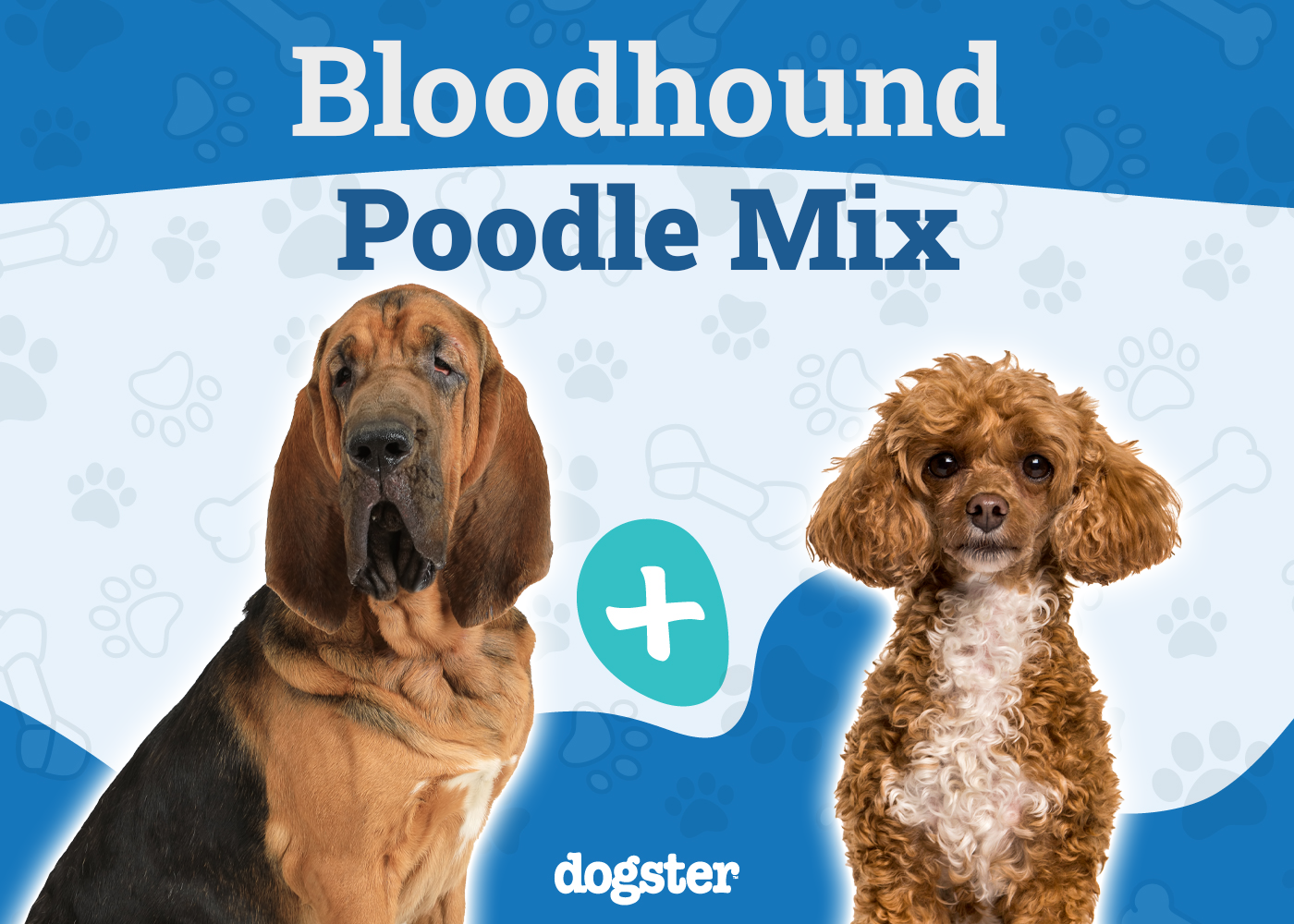 Bloodhound Poodle Mix Breed: Info, Pictures, Care & More