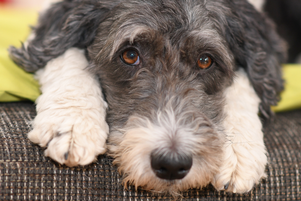 Blue Aussiedoodles