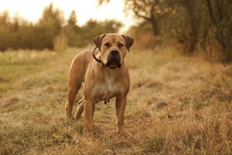 Boerboel Dog Breed: Info, Pictures, Care & Traits