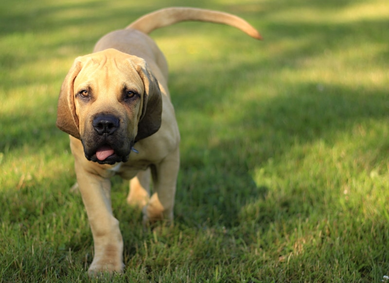 Boerboel puppy walking on the lawn