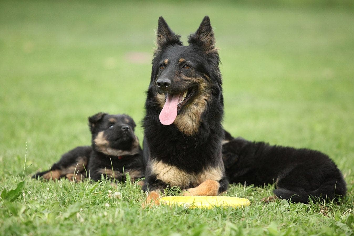 Do Dogs Remember Who Their Mother Is? Based on Science