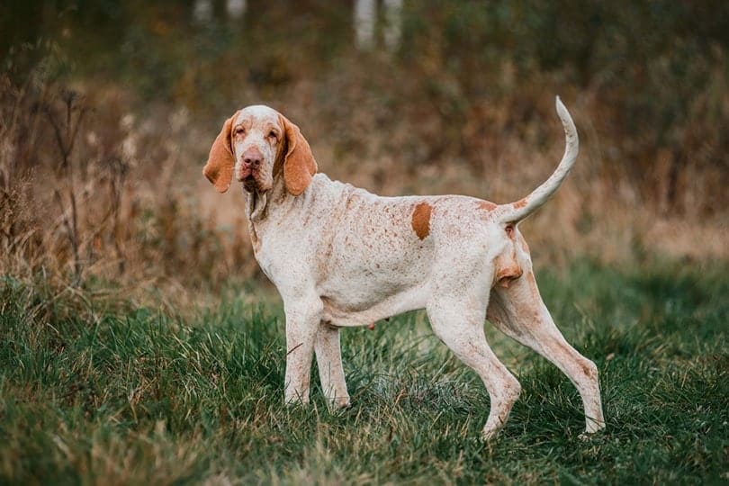 Bracco Italiano: Dog Breed Info, Pictures, Traits & Care
