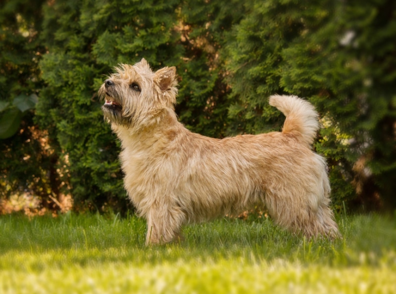 Cairn Terrier Dog Breed: Info, Pictures, Traits & Care