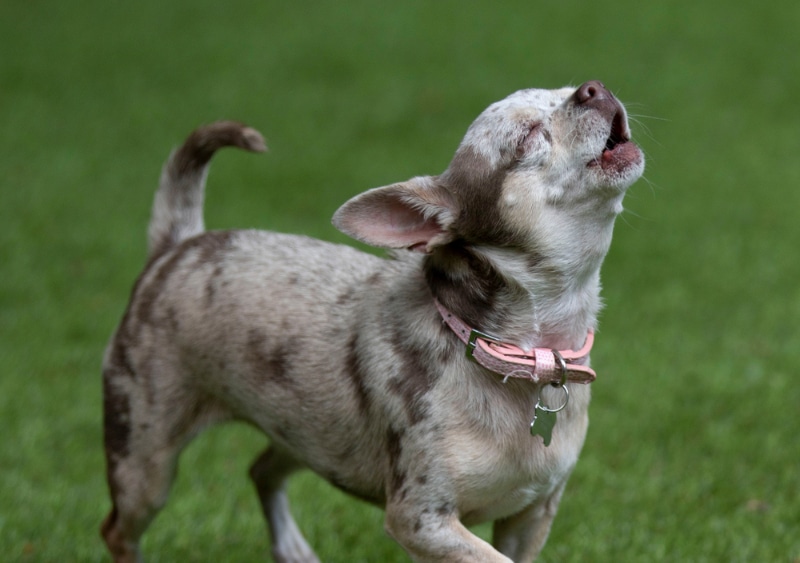 11 Breeds of Dogs That Sing: Info, Pictures & History
