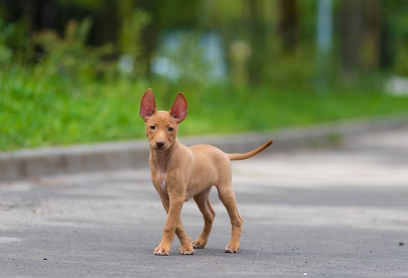 Cirneco dell'Etna puppy outside