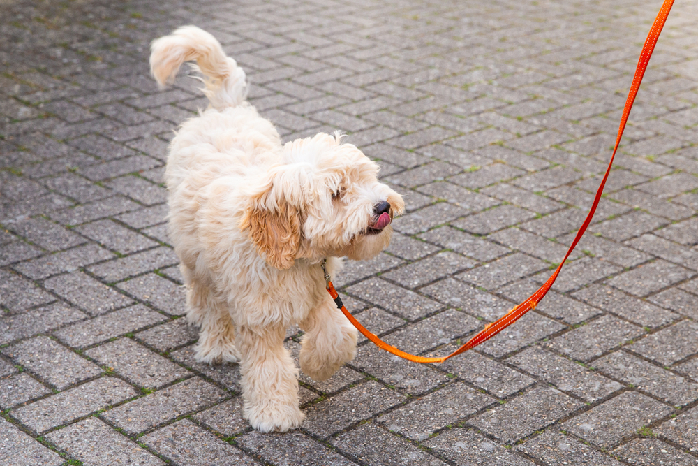 Cream Austrialian labradoodle