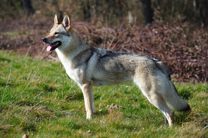 Can Dogs Breed With Wolves? Vet-Reviewed Ethics & Responsibilities