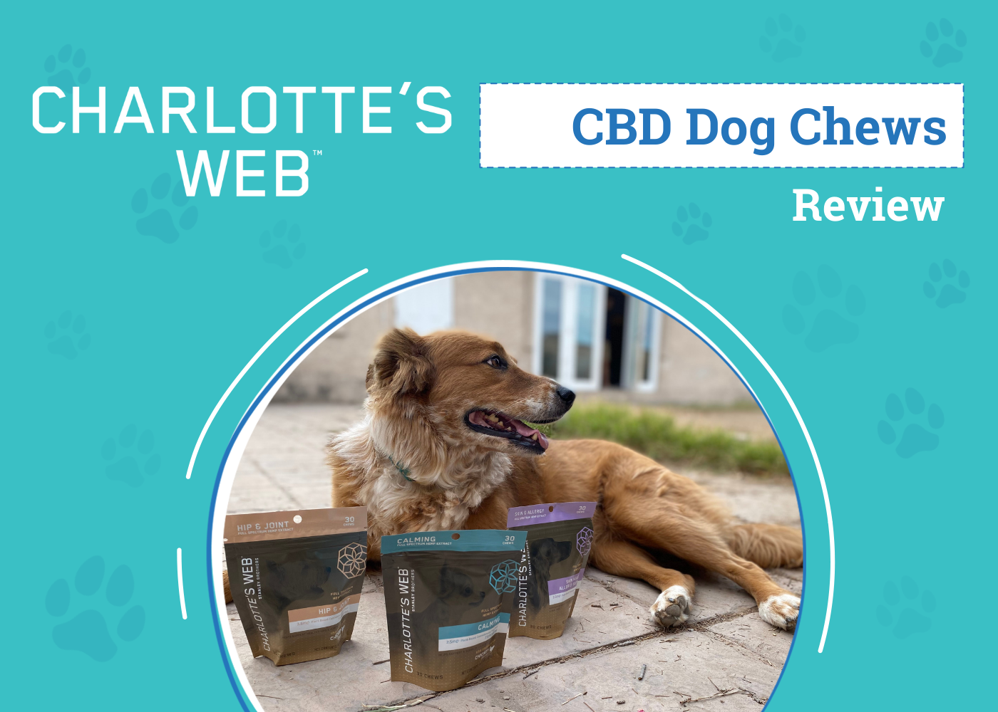 Charlotte’s Web CBD Pet Product Review 2026: An Expert's Breakdown